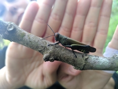 Eupropacris uniformis