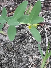 Wikstroemia