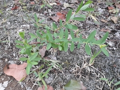 Wikstroemia