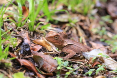 Lophosaurus spinipes