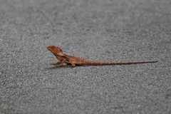 Lophosaurus spinipes