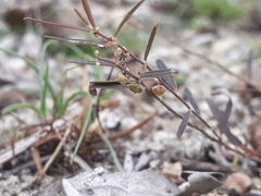 Phyllanthus revaughanii