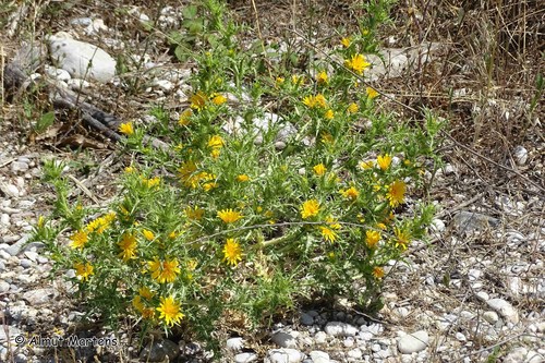 common golden thistle