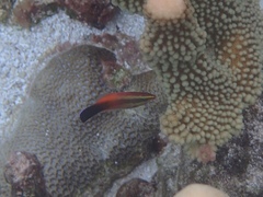 Labroides rubrolabiatus