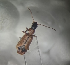 Demetrias monostigma