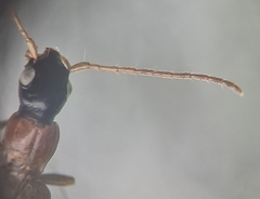 Demetrias monostigma