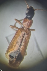 Demetrias monostigma