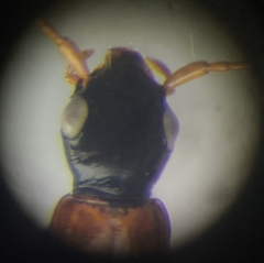 Demetrias monostigma