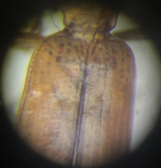 Demetrias monostigma