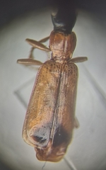 Demetrias monostigma