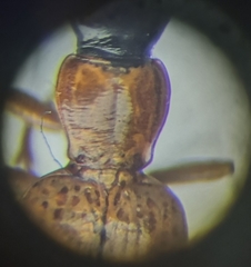 Demetrias monostigma