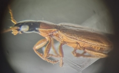 Demetrias monostigma