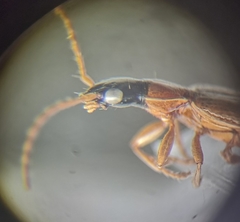 Demetrias monostigma