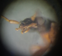 Demetrias monostigma