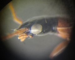 Demetrias monostigma