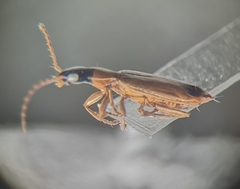 Demetrias monostigma