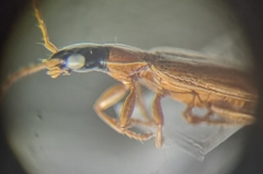 Demetrias monostigma