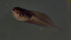 Kassina senegalensis