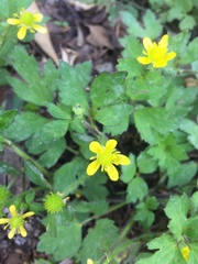Ranunculus sieboldii
