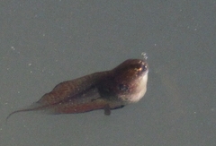 Kassina senegalensis