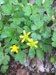 Ranunculus sieboldii