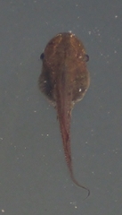 Kassina senegalensis