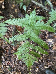 Dryopteris formosana