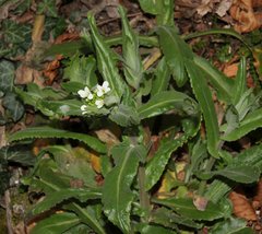 Pseudoturritis turrita