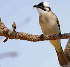 Pycnonotus sinensis