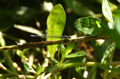 Cyanallagma bonariense