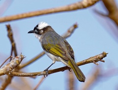 Pycnonotus sinensis