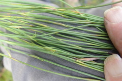 Platycaulos compressus