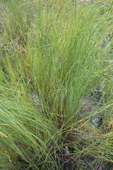 Platycaulos compressus