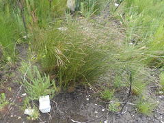 Platycaulos compressus