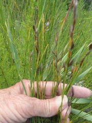 Platycaulos compressus