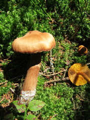 Cortinarius rubellus