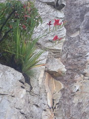 Gladiolus sempervirens