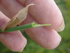 Elegia fistulosa