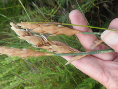Elegia fistulosa