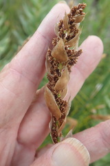 Elegia fistulosa