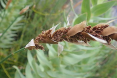 Elegia fistulosa
