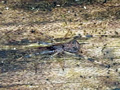 Episinus angulatus