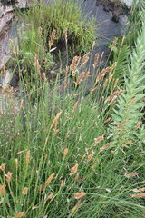Elegia fistulosa