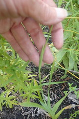 Gladiolus sempervirens
