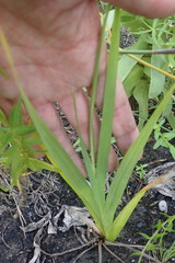 Gladiolus sempervirens