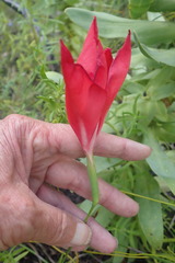 Gladiolus sempervirens