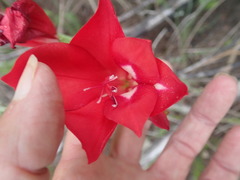 Gladiolus sempervirens