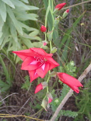 Gladiolus sempervirens