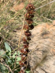 Crassula capitella nodulosa
