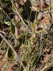 Crassula capitella nodulosa